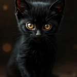4K HD Cute Kitten Backgrounds