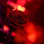 Valentines Day Deep Red Roses 4k Wallpaper Download