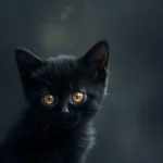 Free HD Adorable Kitten Wallpaper