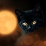 Free HD Kitten Background Wallpaper